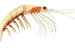 krill-oil-ok1.jpg