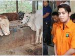 kriss-hatta-dan-ilustrasi-sapi-qurban_.jpg