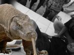 kronologi-fotografer-asal-singapura-yang-digigit-komodo-di-ntt_20170504_221152.jpg