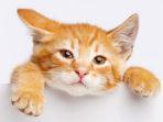 kucing-8.jpg