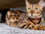 kucing-bengal.jpg