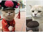 kucing-bernama-dog_20180307_202512.jpg