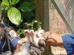 kucing-dlm-sumur123.jpg
