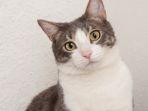 kucing-domestik-11.jpg