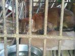 kucing-emas.jpg