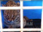 kucing-hutan-jawa-yang-tertangkap-di-desa-sumberdadap-kecamatan-pucanglaban.jpg