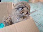kucing-hutan1234.jpg