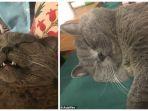kucing-kelelahan-dan-kehabisan-energi-setelah-kawin-dengan-5-kucing-betina-dalam-semalam.jpg