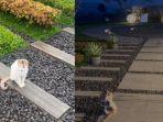 kucing-makam-eril12.jpg