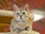 kucing-munchkin.jpg