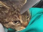 kucing-nih2_20150217_202926.jpg