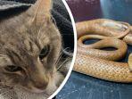 kucing-peliharaan-mati-setelah-lindungi-anak-pemilik-rumah-dari-gigitan-ular-berbisa.jpg