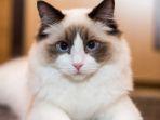 kucing-ragdoll.jpg