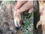 kucing-tembaki12.jpg
