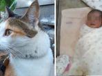 kucing-temukan-bayi-dibuang.jpg