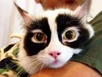 kucing-yang-memiliki-motif-bulu-unik-dan-lucu_20180120_163234.jpg