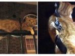 kucing_20180330_131033.jpg