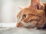 kucing_20180410_192548.jpg