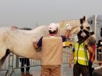 kuda-asian-games-2018_20180821_151725.jpg