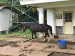 kuda-nih2_20180312_144658.jpg