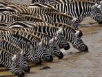 kuda-zebra_20170207_192738.jpg