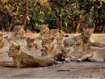 kumpulan-singa-afrika_20160314_204716.jpg