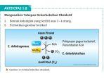 kunci-jawaban-biologi-kelas-12-halaman-21-dan-22-kurikulum-merdeka-tahapan-dekarboksilasi-oksidatif.jpg