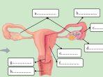 kunci-jawaban-ipa-kelas-9-halaman-16-sistem-reproduksi-perempuan.jpg