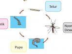 kunci-jawaban-kelas-3-sd-tema-1-halaman-137.jpg