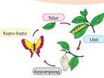 kunci-jawaban-tema-1-kelas-3-sd-halaman-125-126-128-129-130-pembelajaran-4-daur-hidup-kupu-kupu.jpg