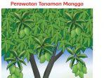 kunci-jawaban-tema-2-kelas-3-sd-halaman-147-148-149-152-153-154-tematik-perawatan-tanaman-mangga.jpg