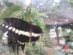kupu-kupu_20150724_050107.jpg