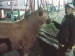 kurban-sapi-ganjar-di-desa-wadas.jpg
