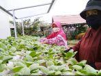 kwt-berkah-mbr-yang-memberdayakan-diri-melalui-kegiatan-urban-farming.jpg