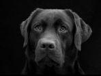 labrador.jpg