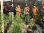ladang-ganja-di-kampung-poncol-rt-04-rw-01-pedurenan-kecamatan.jpg