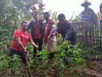 ladang-ganja-di-tana-toraja_20170317_100719.jpg
