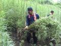 ladang-ganja.jpg