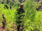 ladang-ganja_20160417_083029.jpg