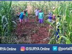 lahan-jagung-area-baku-tembak-teroris-di-tuban_20170409_212548.jpg