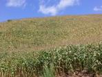 lahan-jagung-di-kabupaten-bolaang-mongondow-timur-boltim-sulawesi-utara_20150813_095011.jpg