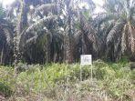 lahan-kelapa-sawit-nurhadi-nih3.jpg