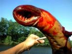 lamprey_20160508_171335.jpg