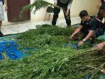 landang-ganja-ok.jpg