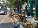 lapak-ali-bersama-beberapa-penjual-hewan-kurban-nih3.jpg