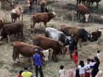 lapak-hewan-kurban-mulai-semarak-di-jakarta_20190731_024449.jpg