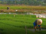 laporan-soco-fao-2022.jpg