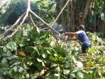 laskar-sekaban-tebangi-pohon-di-sungailiat_20160829_114311.jpg