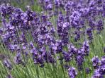 lavender_20151015_171404.jpg