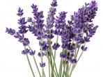 lavender_20160404_105341.jpg